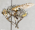  ( - CNC751717)  @11 [ ] No Rights Reserved (2044) Unspecified Canadian National Collection of Insects, Arachnids and Nematodes