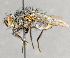  ( - CNC751718)  @11 [ ] No Rights Reserved (2045) Unspecified Canadian National Collection of Insects, Arachnids and Nematodes