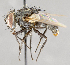  ( - CNC751722)  @12 [ ] No Rights Reserved (2049) Unspecified Canadian National Collection of Insects, Arachnids and Nematodes