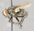  ( - CNC751724)  @11 [ ] No Rights Reserved (2051) Unspecified Canadian National Collection of Insects, Arachnids and Nematodes
