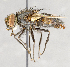  ( - CNC751730)  @13 [ ] No Rights Reserved (2057) Unspecified Canadian National Collection of Insects, Arachnids and Nematodes