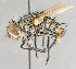  ( - CNC751733)  @11 [ ] No Rights Reserved (2060) Unspecified Canadian National Collection of Insects, Arachnids and Nematodes