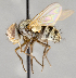  ( - CNC751885)  @11 [ ] No Rights Reserved (2040) Unspecified Canadian National Collection of Insects, Arachnids and Nematodes