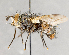  ( - CNC751890)  @13 [ ] No Rights Reserved (2044) Unspecified Canadian National Collection of Insects, Arachnids and Nematodes