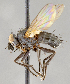  ( - CNC751896)  @11 [ ] No Rights Reserved (2050) Unspecified Canadian National Collection of Insects, Arachnids and Nematodes