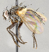  ( - CNC751897)  @11 [ ] No Rights Reserved (2051) Unspecified Canadian National Collection of Insects, Arachnids and Nematodes