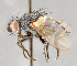  (Phytomyptera sp. GER5 - CNC751899)  @12 [ ] No Rights Reserved (2053) Unspecified Canadian National Collection of Insects, Arachnids and Nematodes