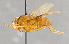  (Ormia sp. GER1 - CNC754808)  @14 [ ] No Rights Reserved (2017) Unspecified Canadian National Collection of Insects, Arachnids and Nematodes