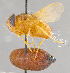  ( - CNC754809)  @11 [ ] No Rights Reserved (2017) Unspecified Canadian National Collection of Insects, Arachnids and Nematodes