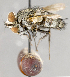  ( - CNC754818)  @12 [ ] No Rights Reserved (2017) Unspecified Canadian National Collection of Insects, Arachnids and Nematodes