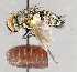  ( - CNC754819)  @12 [ ] No Rights Reserved (2017) Unspecified Canadian National Collection of Insects, Arachnids and Nematodes