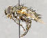  ( - CNC754820)  @14 [ ] No Rights Reserved (2017) Unspecified Canadian National Collection of Insects, Arachnids and Nematodes