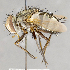 ( - CNC754821)  @11 [ ] No Rights Reserved (2017) Unspecified Canadian National Collection of Insects, Arachnids and Nematodes