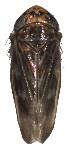  (Deltocephalus vulgaris - Del-Del-1)  @11 [ ] Copyright (2010) Unspecified Northwest Agriculture and Forest University