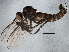  ( - BIOUG03053-G07)  @13 [ ] CreativeCommons - Attribution (2013) CBG Photography Group Centre for Biodiversity Genomics