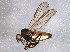  ( - BIOUG03058-A12)  @13 [ ] CreativeCommons - Attribution (2013) CBG Photography Group Centre for Biodiversity Genomics