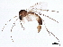 ( - BIOUG03058-F08)  @13 [ ] CreativeCommons - Attribution (2013) CBG Photography Group Centre for Biodiversity Genomics