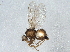  (Phytomyza agromyzina - BIOUG03084-H01)  @13 [ ] CreativeCommons - Attribution (2013) CBG Photography Group Centre for Biodiversity Genomics