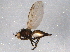  ( - BIOUG03093-F02)  @13 [ ] CreativeCommons - Attribution (2014) CBG Photography Group Centre for Biodiversity Genomics
