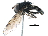 ( - BIOUG03398-E06)  @13 [ ] CreativeCommons - Attribution (2016) CBG Photography Group Centre for Biodiversity Genomics