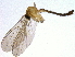  ( - BIOUG03010-C10)  @13 [ ] CreativeCommons - Attribution (2012) CBG Photography Group Centre for Biodiversity Genomics