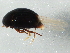  ( - BIOUG03059-B06)  @13 [ ] CreativeCommons - Attribution (2013) CBG Photography Group Centre for Biodiversity Genomics