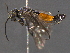  ( - BIOUG03397-B04)  @12 [ ] CreativeCommons - Attribution (2012) CBG Photography Group Centre for Biodiversity Genomics