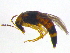  ( - BIOUG03105-B03)  @13 [ ] CreativeCommons - Attribution (2012) CBG Photography Group Centre for Biodiversity Genomics