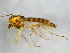  ( - BIOUG03114-A06)  @13 [ ] CreativeCommons - Attribution (2012) CBG Photography Group Centre for Biodiversity Genomics