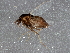  ( - BIOUG03106-H11)  @13 [ ] CreativeCommons - Attribution (2013) CBG Photography Group Centre for Biodiversity Genomics