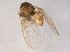  (Phytomyza nr. acteae - BIOUG03272-A01)  @12 [ ] CreativeCommons - Attribution (2013) CBG Photography Group Centre for Biodiversity Genomics
