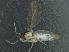  ( - BIOUG03286-F12)  @12 [ ] CreativeCommons - Attribution (2013) CBG Photography Group Centre for Biodiversity Genomics