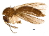  (Zygomyia notata - BIOUG03362-D05)  @14 [ ] CreativeCommons - Attribution (2014) CBG Photography Group Centre for Biodiversity Genomics
