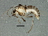  ( - BIOUG03362-F10)  @12 [ ] CreativeCommons - Attribution (2013) CBG Photography Group Centre for Biodiversity Genomics