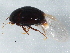  (Scaphisoma repandum - BIOUG03059-E09)  @14 [ ] CreativeCommons - Attribution (2013) CBG Photography Group Centre for Biodiversity Genomics