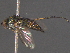  ( - BIOUG03404-C05)  @12 [ ] CreativeCommons - Attribution (2012) CBG Photography Group Centre for Biodiversity Genomics