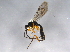  ( - BIOUG03334-G10)  @13 [ ] CreativeCommons - Attribution (2013) CBG Photography Group Centre for Biodiversity Genomics