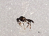  ( - BIOUG03539-A02)  @12 [ ] CreativeCommons - Attribution (2013) CBG Photography Group Centre for Biodiversity Genomics