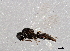  (Platygaster sagana - BIOUG03539-C11)  @13 [ ] CreativeCommons - Attribution (2013) CBG Photography Group Centre for Biodiversity Genomics