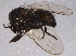  ( - BIOUG03549-H03)  @13 [ ] CreativeCommons - Attribution (2014) CBG Photography Group Centre for Biodiversity Genomics