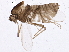  (Smittia sp. ES11 - BIOUG03578-A03)  @13 [ ] CreativeCommons - Attribution (2013) CBG Photography Group Centre for Biodiversity Genomics