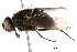  (Calliphora montana - BIOUG03743-G03)  @16 [ ] CreativeCommons - Attribution (2015) CBG Photography Group Centre for Biodiversity Genomics