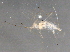  ( - BIOUG03852-H08)  @12 [ ] CreativeCommons - Attribution (2013) CBG Photography Group Centre for Biodiversity Genomics