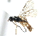  (Sarops popovi - BIOUG04184-G10)  @14 [ ] CreativeCommons - Attribution (2014) CBG Photography Group Centre for Biodiversity Genomics
