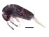  (Lepidocyrtus cyaneus - BIOUG04093-B05)  @16 [ ] CreativeCommons - Attribution (2012) CBG Photography Group Centre for Biodiversity Genomics