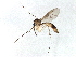  ( - BIOUG04282-B08)  @14 [ ] CreativeCommons - Attribution (2014) CBG Photography Group Centre for Biodiversity Genomics