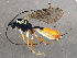  (Campodorus commotus - BIOUG04283-B10)  @13 [ ] CreativeCommons - Attribution (2014) CBG Photography Group Centre for Biodiversity Genomics