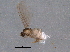  (Peromyia lisatengoe - BIOUG04318-B09)  @13 [ ] CreativeCommons - Attribution (2014) CBG Photography Group Centre for Biodiversity Genomics