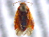  (Agnocoris - BIOUG04504-E01)  @15 [ ] CreativeCommons - Attribution (2013) CBG Photography Group Centre for Biodiversity Genomics