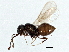  (Telenomus coloradensis - BIOUG04550-E01)  @14 [ ] CreativeCommons - Attribution (2014) CBG Photography Group Centre for Biodiversity Genomics